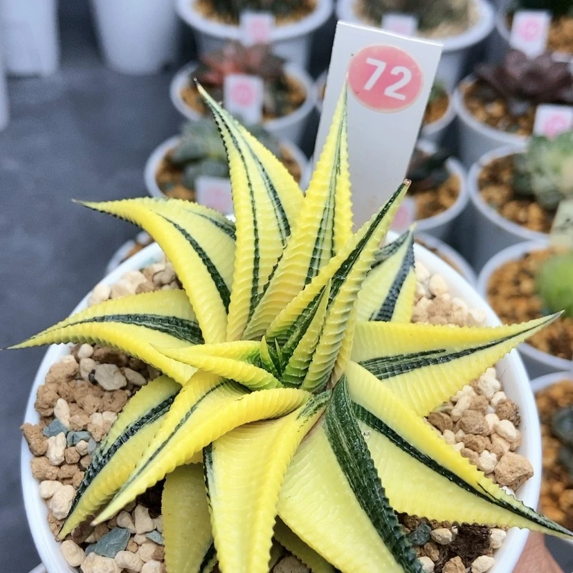 【闪购商品】72琉璃殿锦