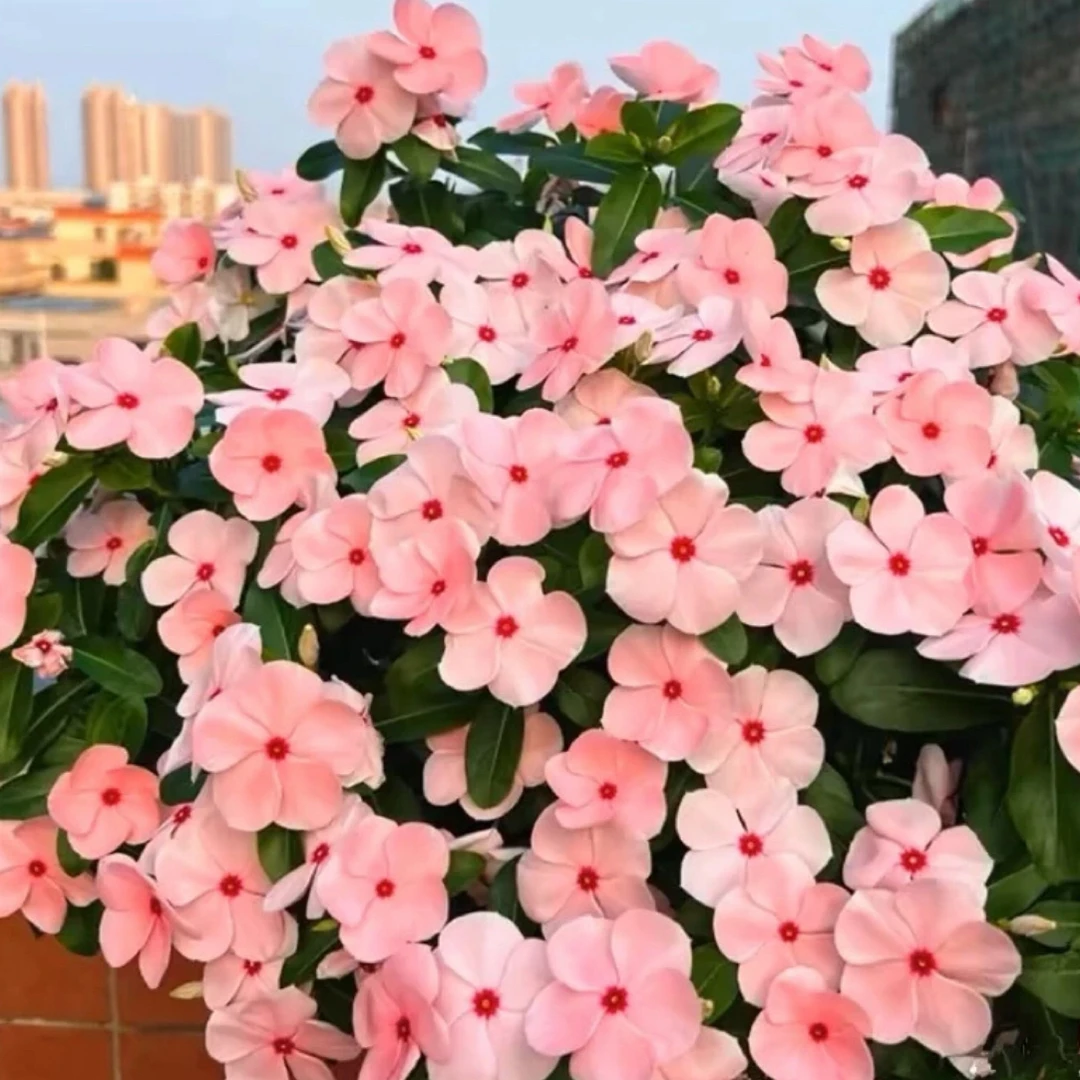 长春花盆栽花卉多年生四季开花耐热耐晒适合阳台庭院花园种植搭配