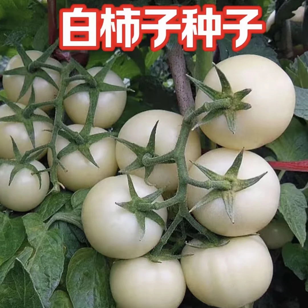【白番茄种子】四季种植盆栽地栽阳台小院种植