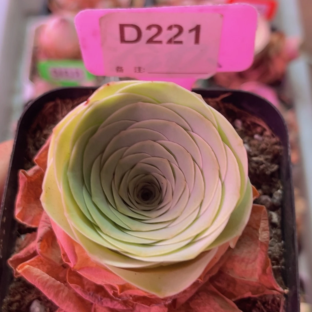 单颗酒杯一物一拍D221