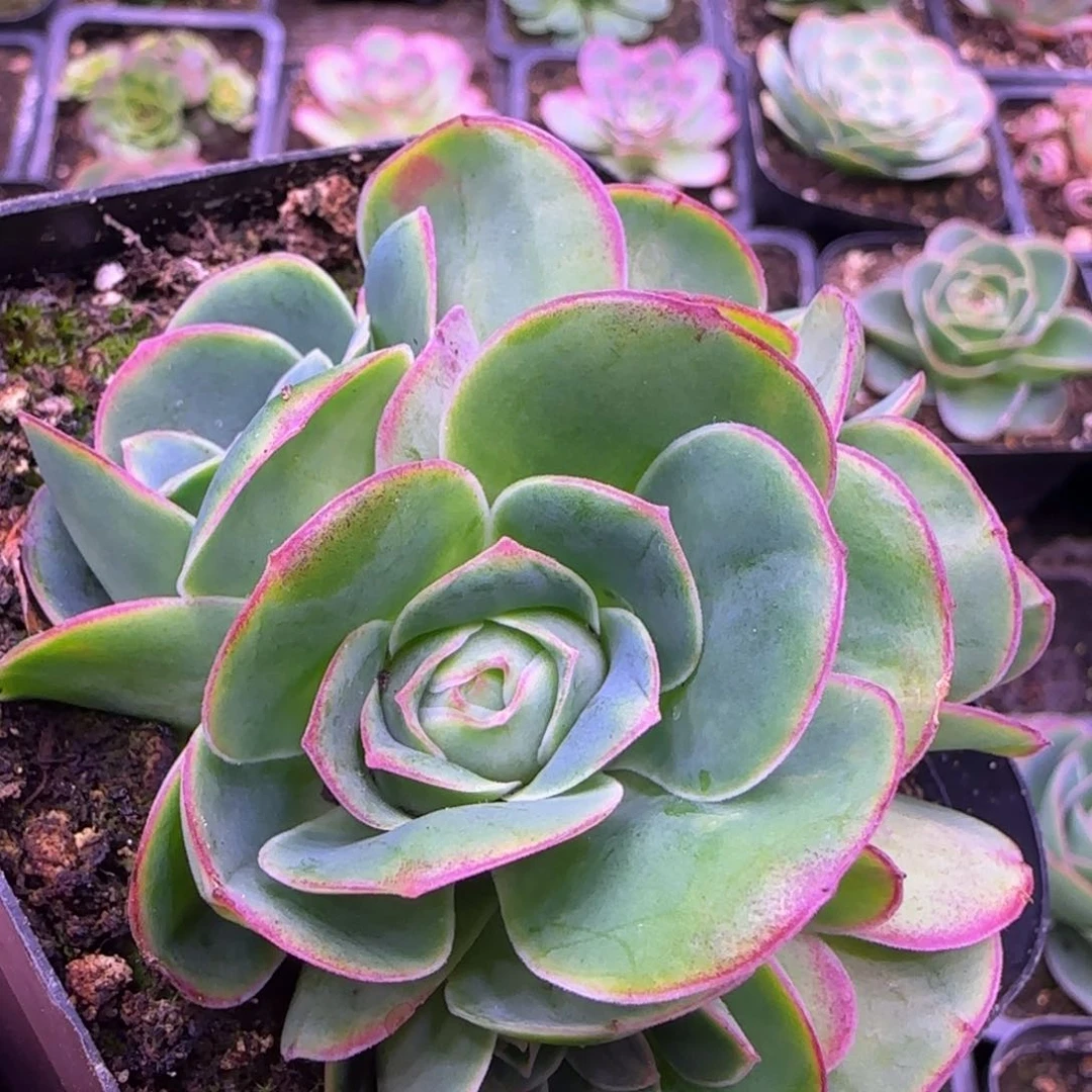 花球7厘米14243434353玫瑰