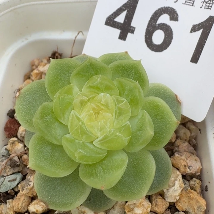 泼天财富            多肉植物