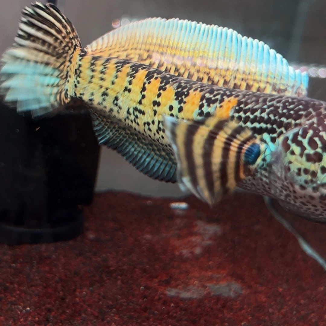 雷龙鱼黄金眼镜蛇雷龙鱼