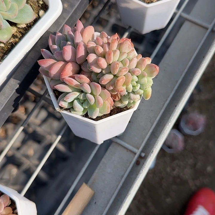 青蛙王子儿童牙膏111