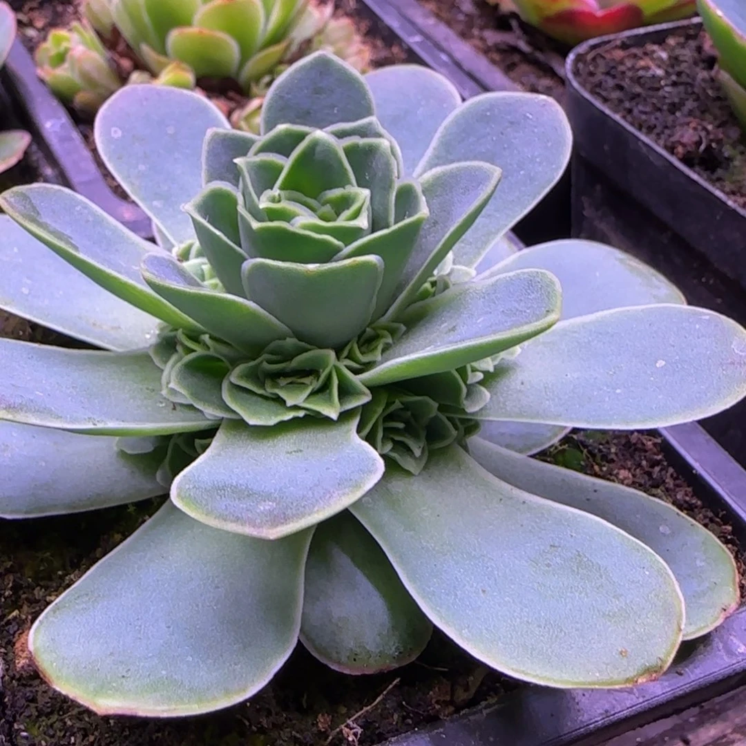 青莲玫瑰9厘米双本捧花1213616161