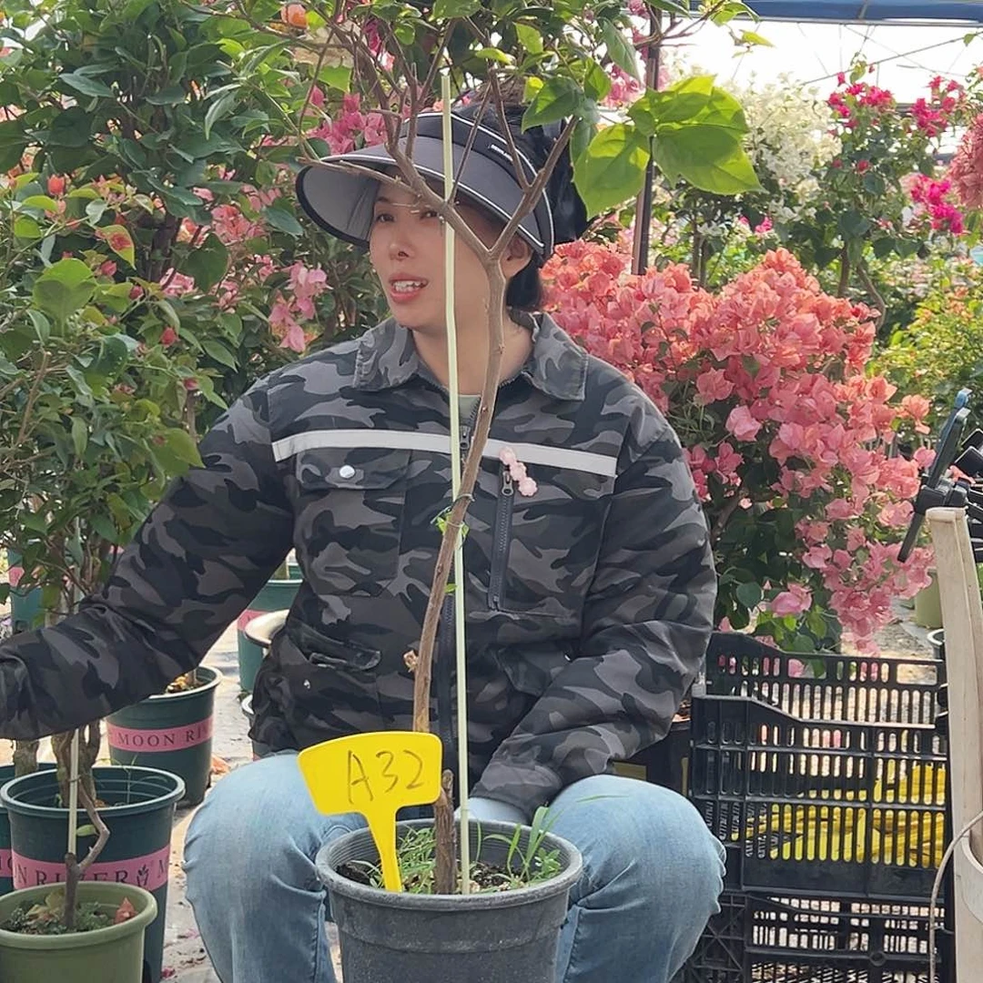 A****大部分花苞少量开放K32苏瓦娜