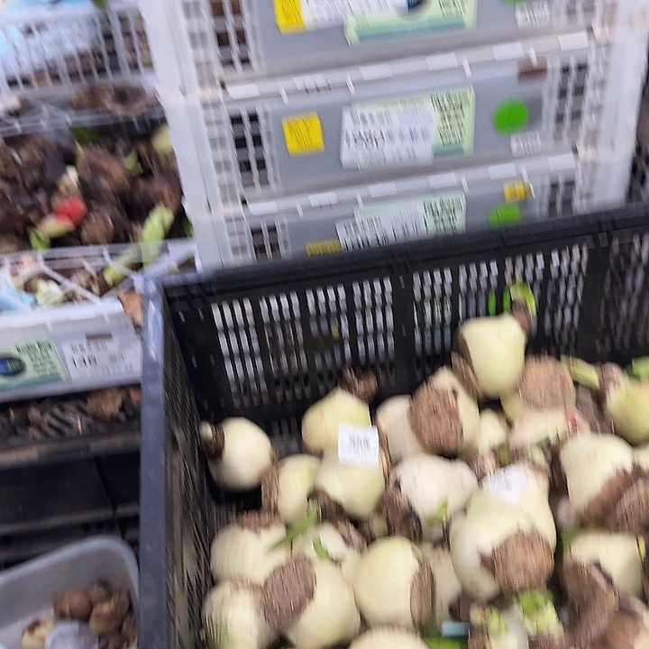 花孔雀进口球大刀伤大丑球