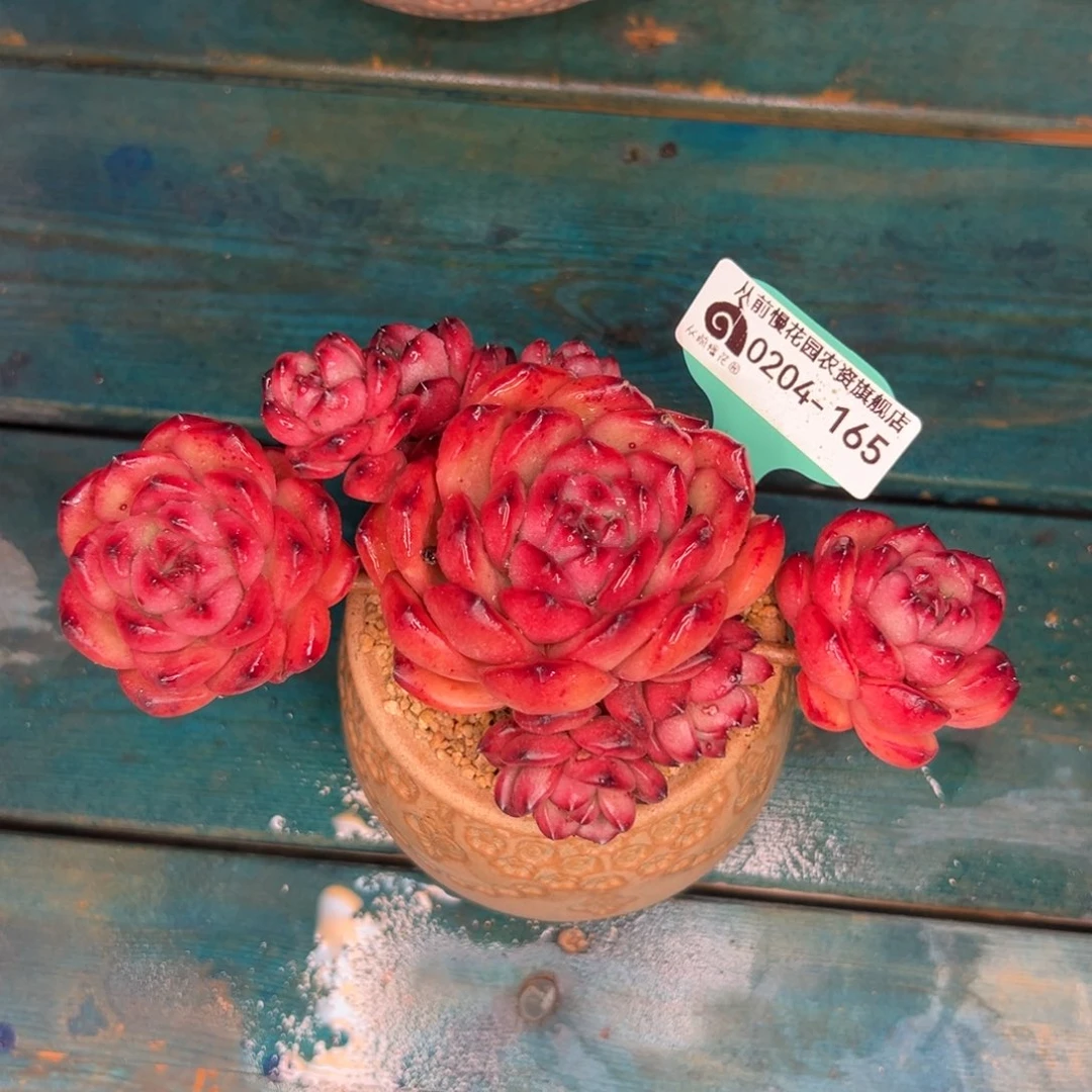 多肉一物一拍0204-165