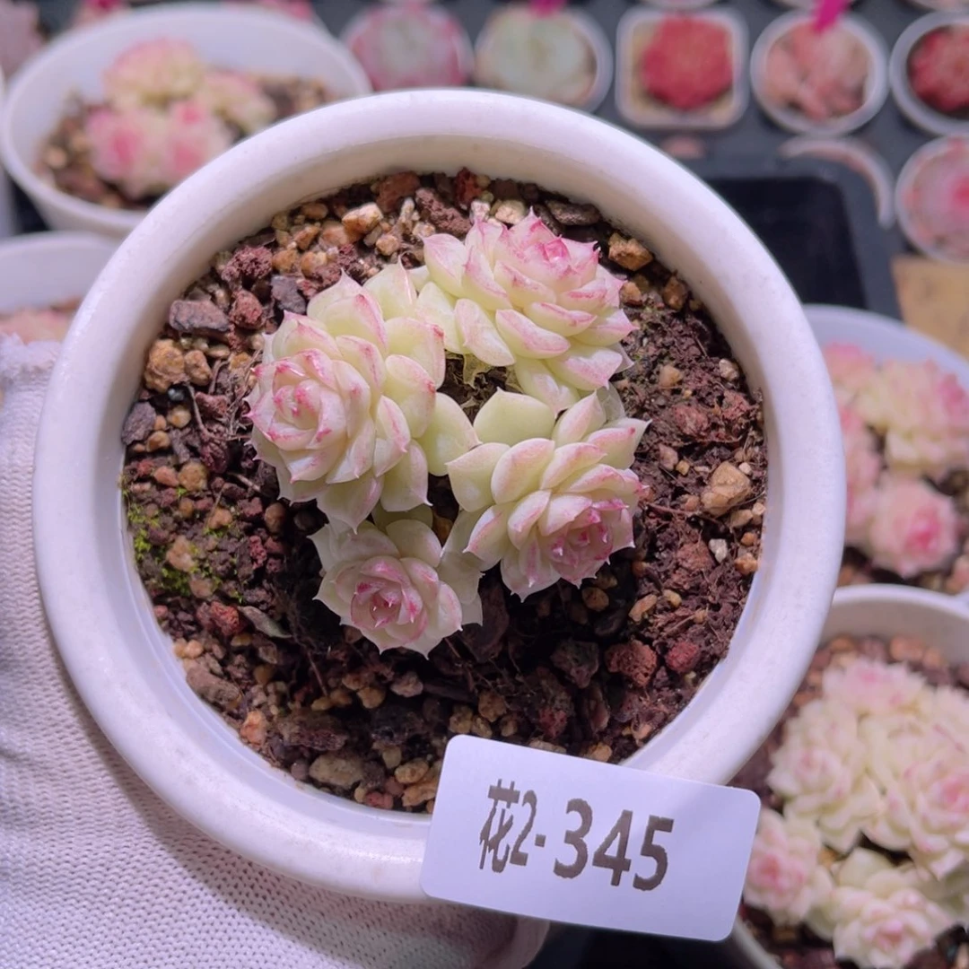 花02-345白天鹅群