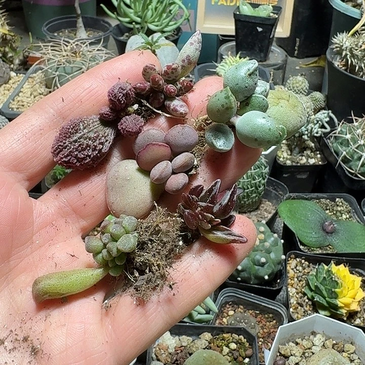 811一手水泡6个一份掉叶子不包损