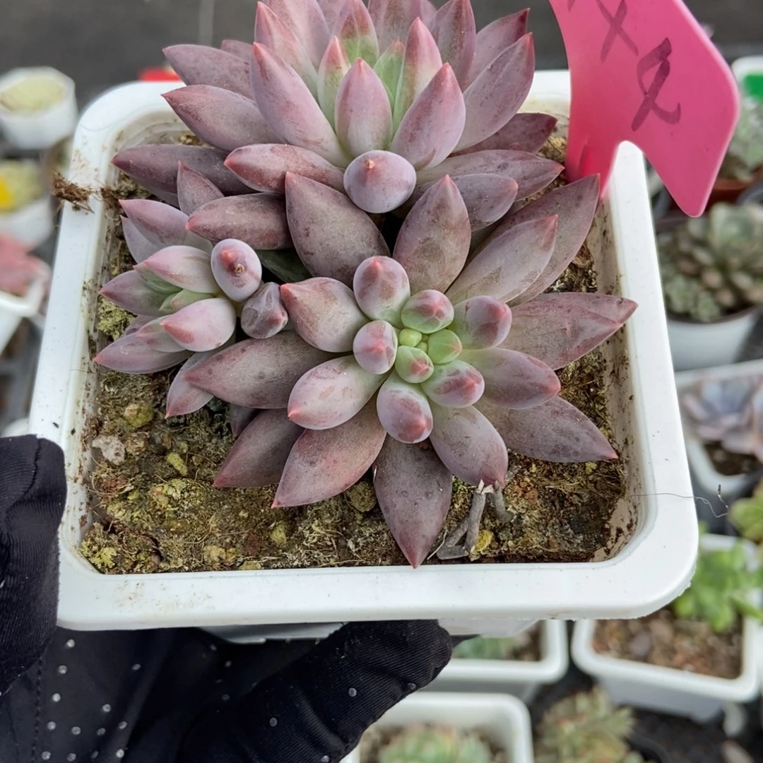 944车厘子多肉植物