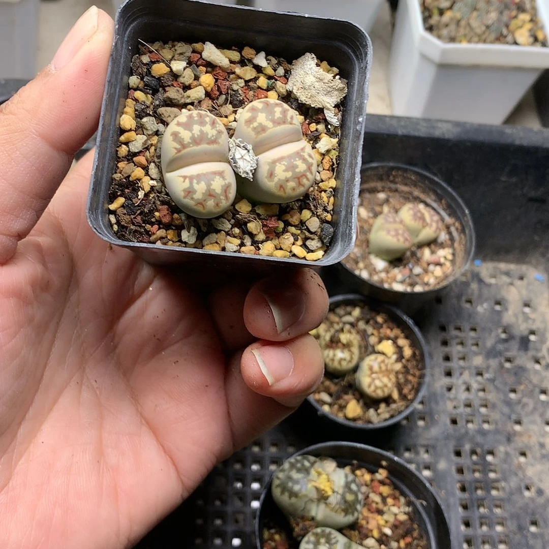 E****lT333多肉植物保护