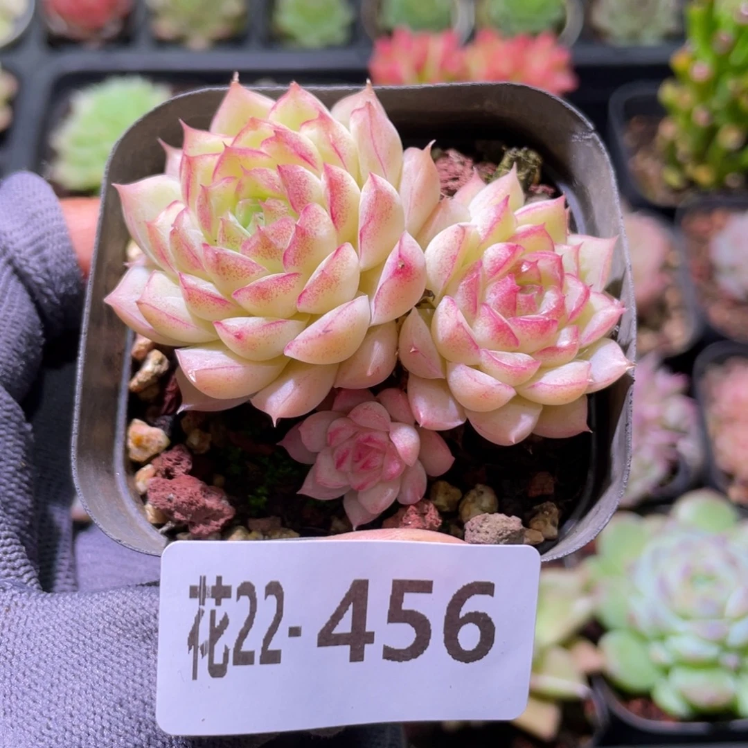 花利美22-456女王