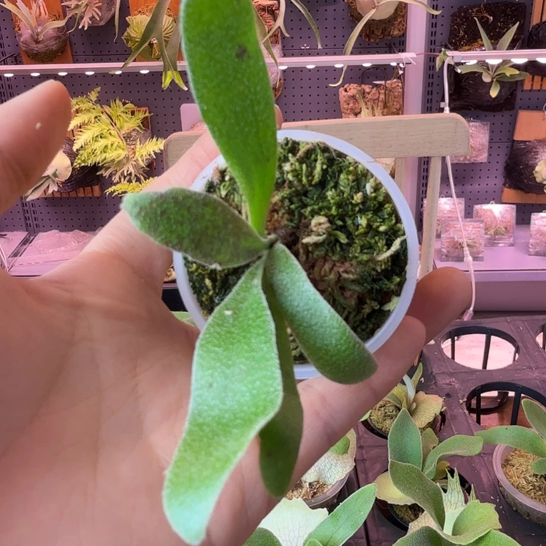 完全开放pn月光泰月