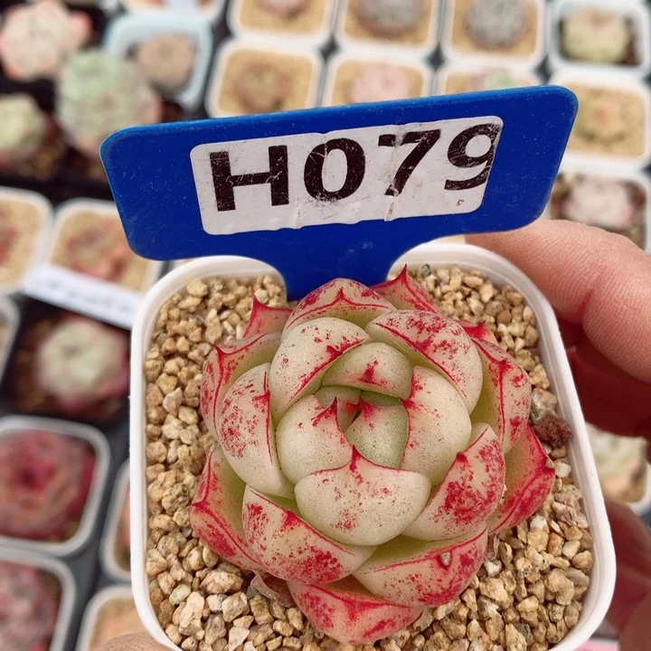 麦秆5cm多肉植物