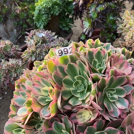 越***物多肉植物一个妖月992