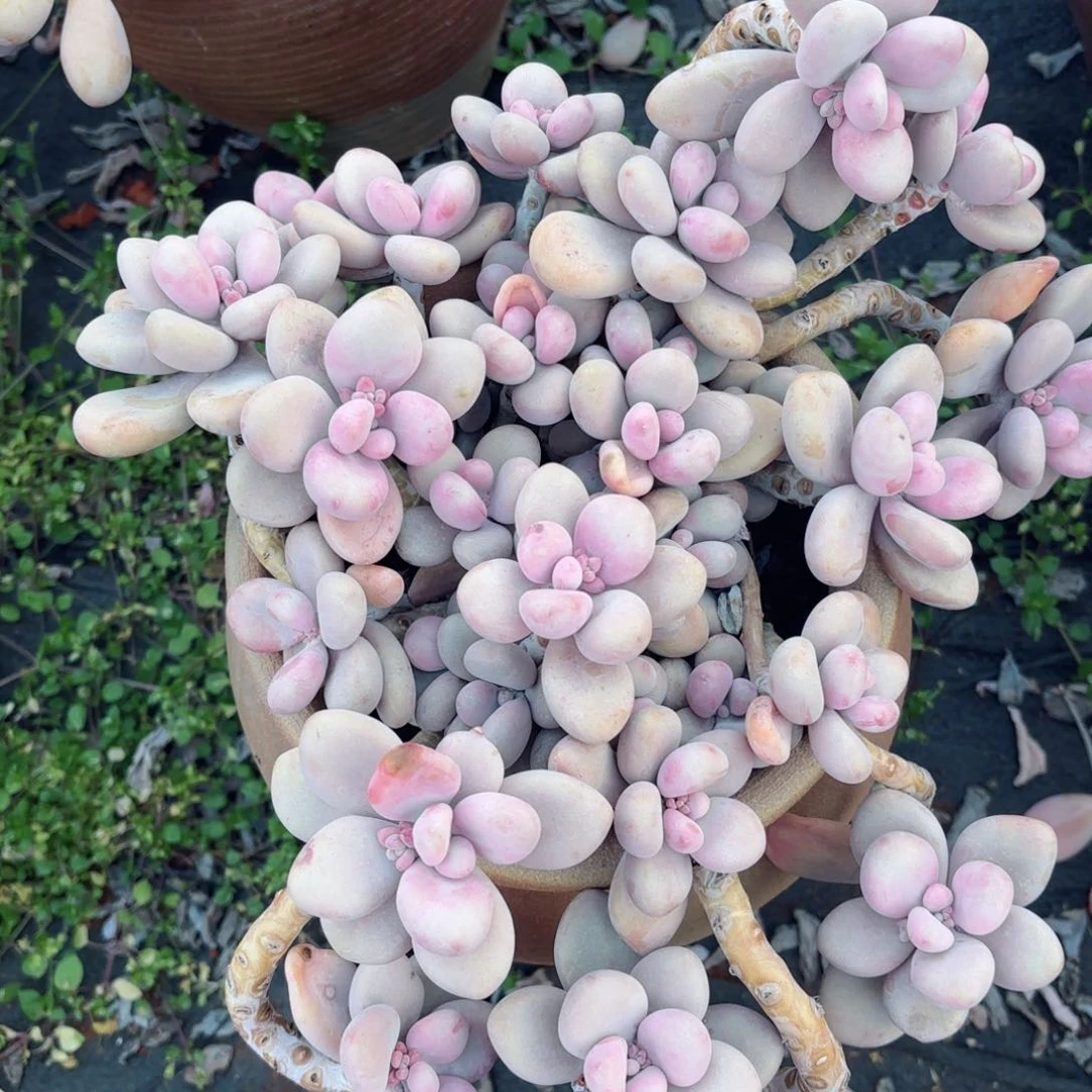 越****y桃蛋30-57。