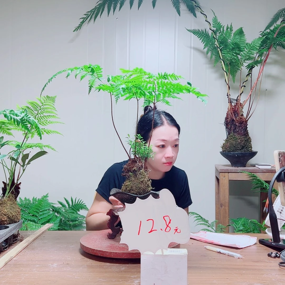 无花朵五*糖金丝虹鳞蕨