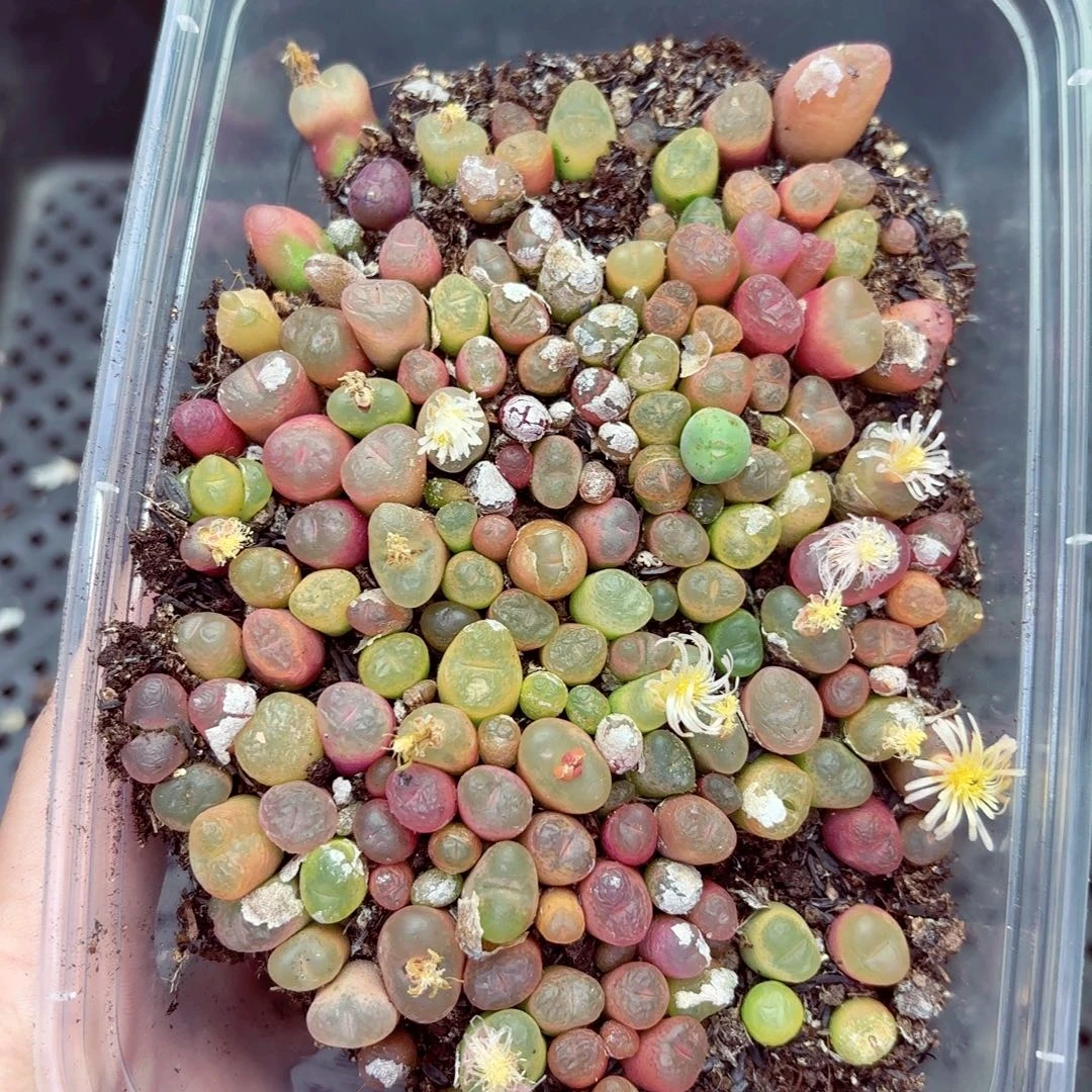 8515––零下地区需拍保温箱