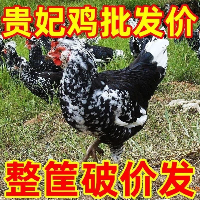 正宗贵妃鸡宠物鸡观赏鸡顺丰包邮（每一只6两-8两）