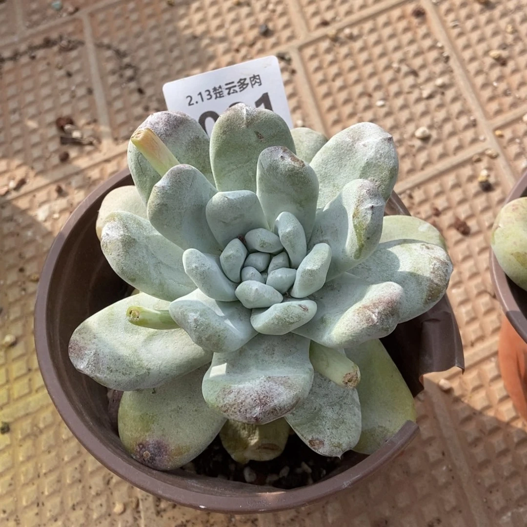 001圆叶红拇指多肉植物