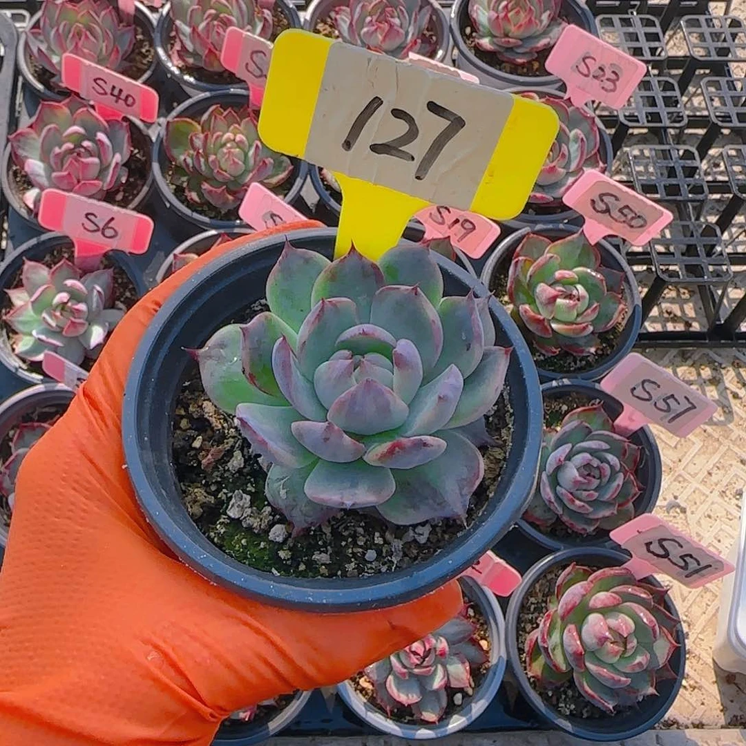 小*127惊鸿单头多肉