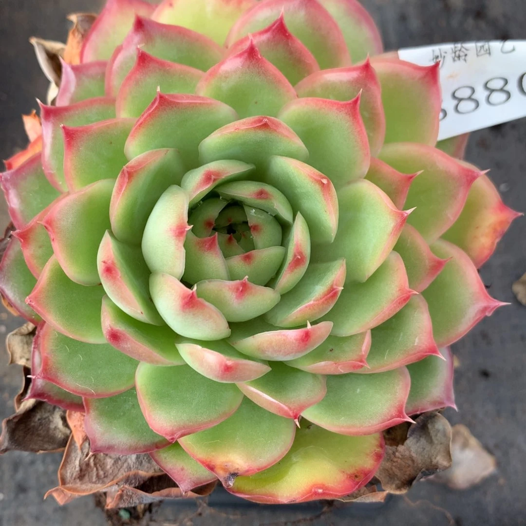 8880杂交多肉老桩