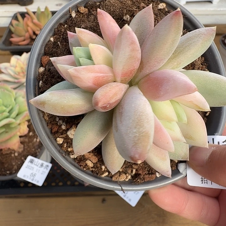 伊丽莎白1111127-64