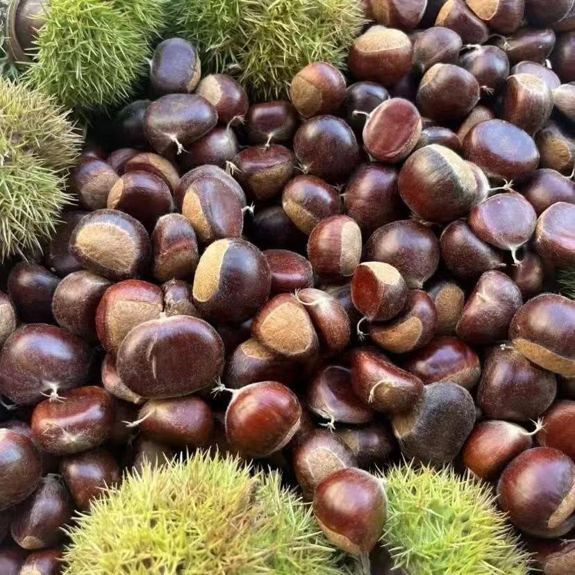 vc小板栗 集市现收 老品种板栗