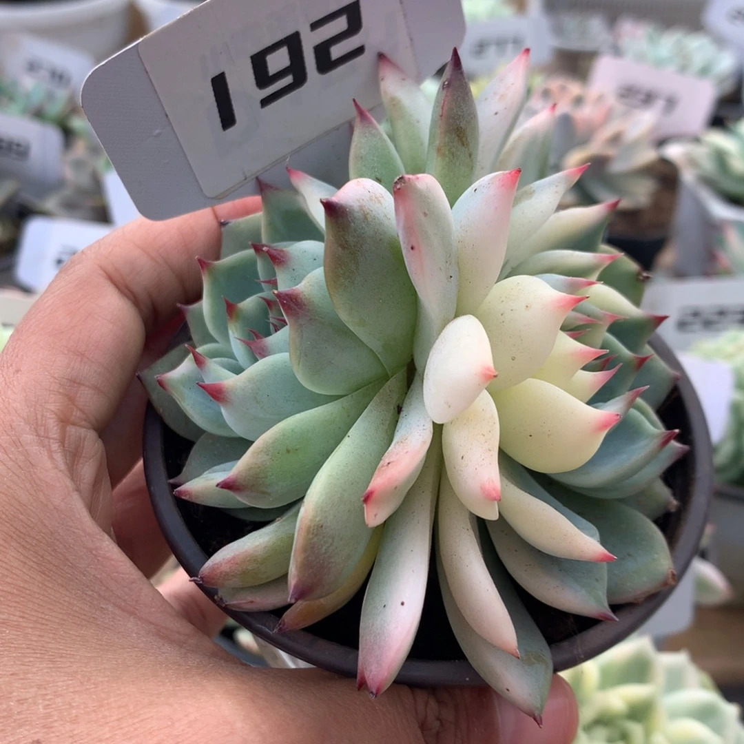 192双头吉娃娃锦锦锦锦