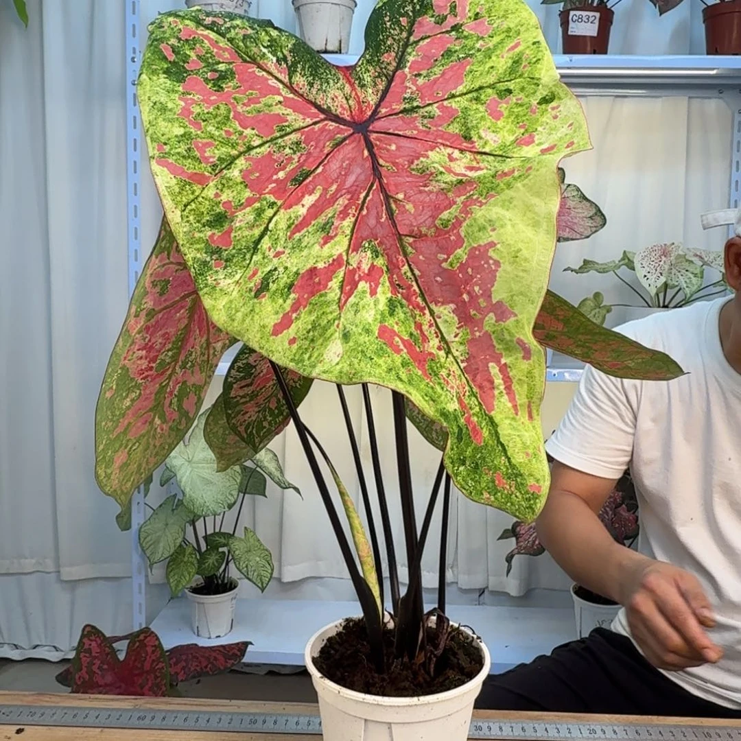 P***Z无花朵覆盆子   C941