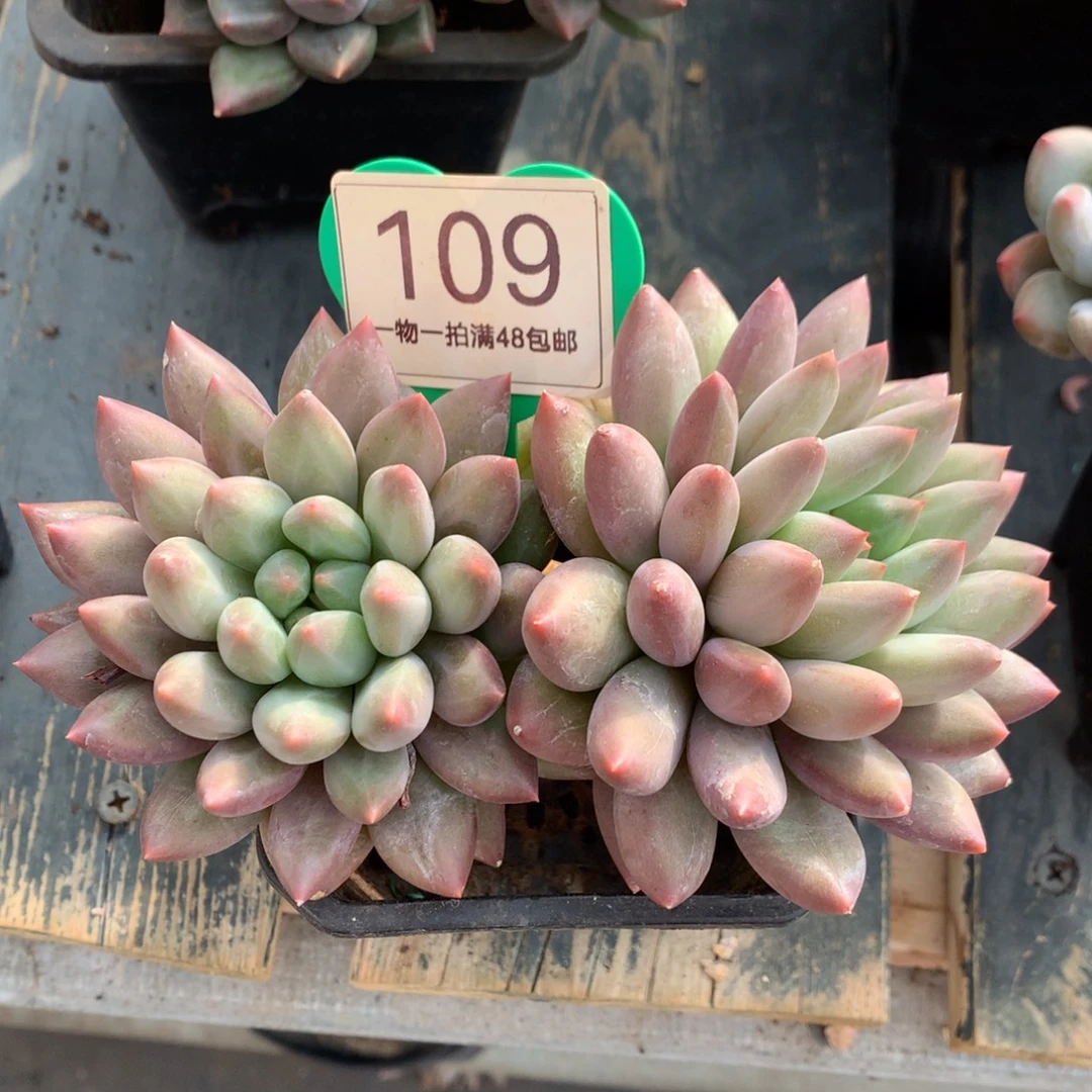 黄体红蜻蜓开播福利109