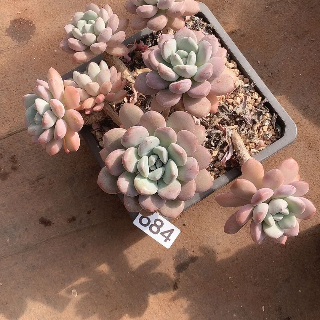 684白鹭 一物一拍多肉