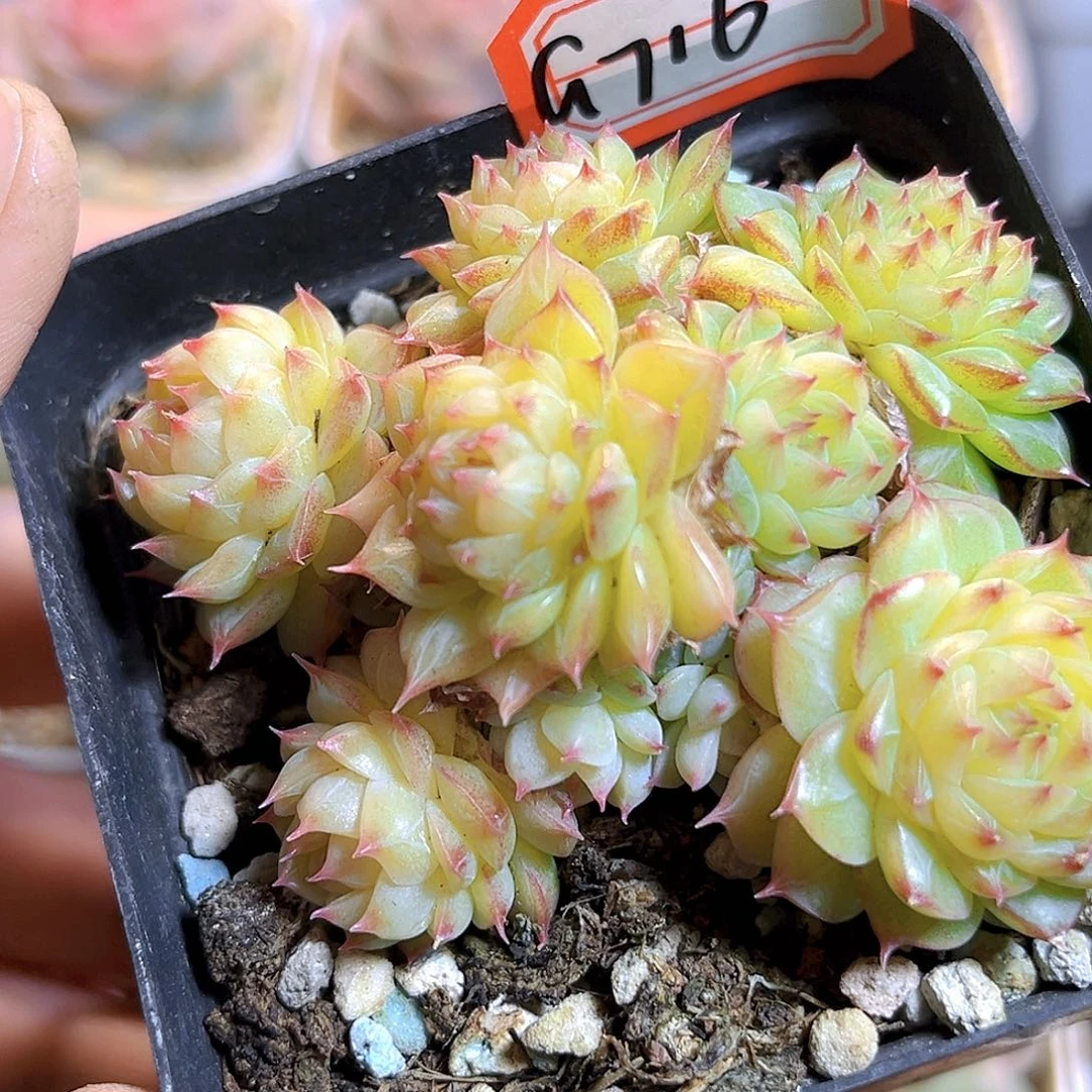 G716  流星雨麦杆多肉