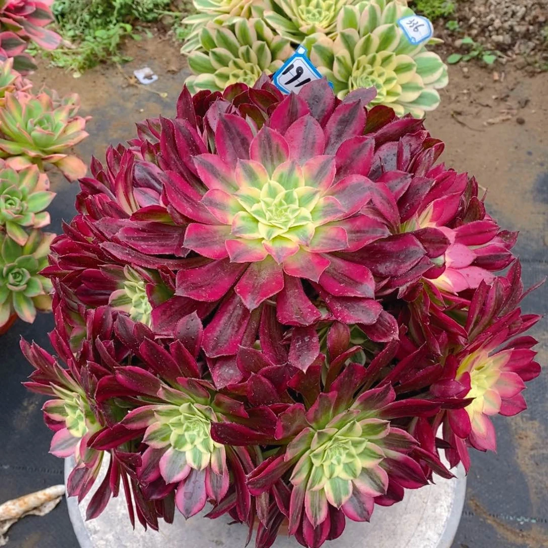 191天合多肉法师