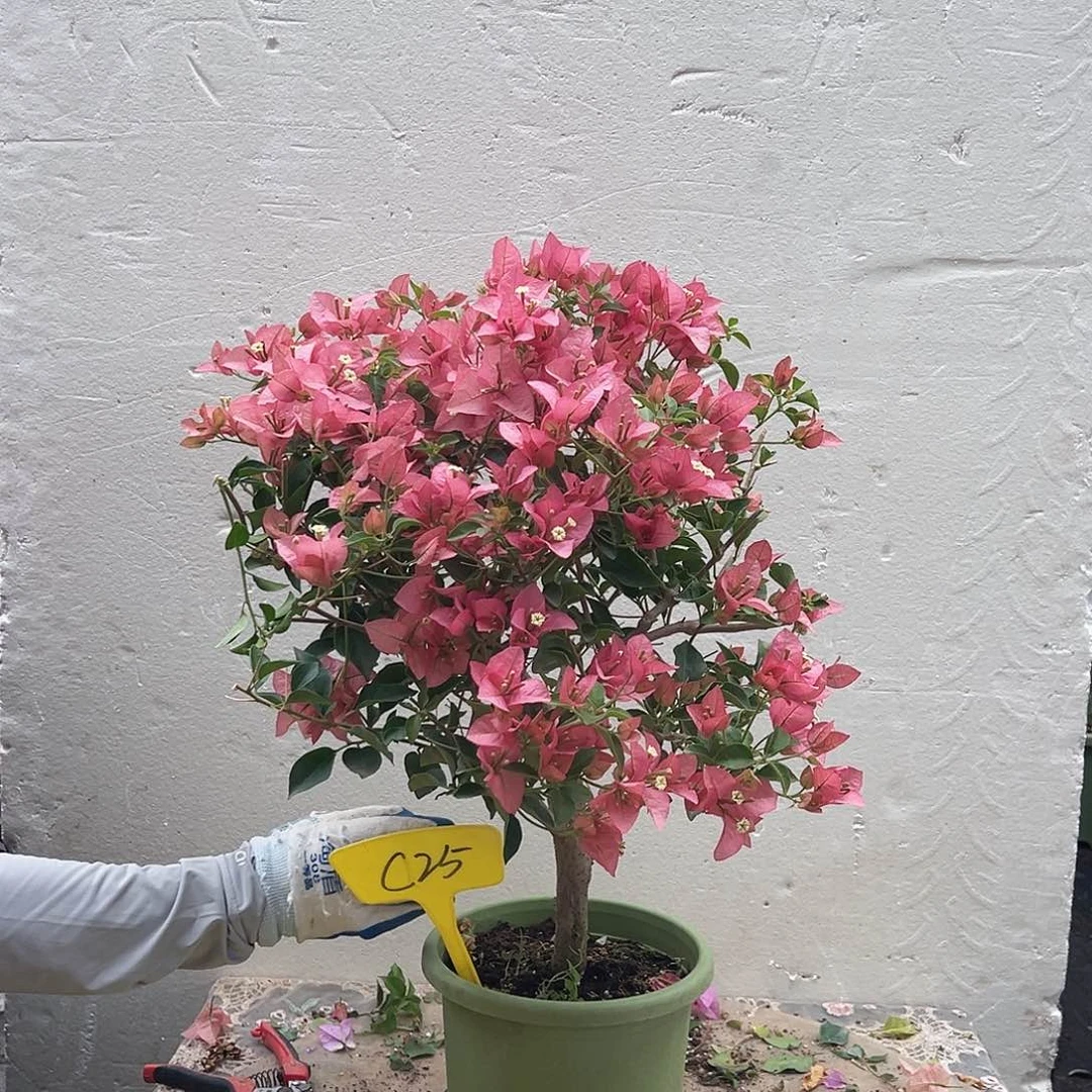 波***妮大部分花苞少量开放C25卡亚塔