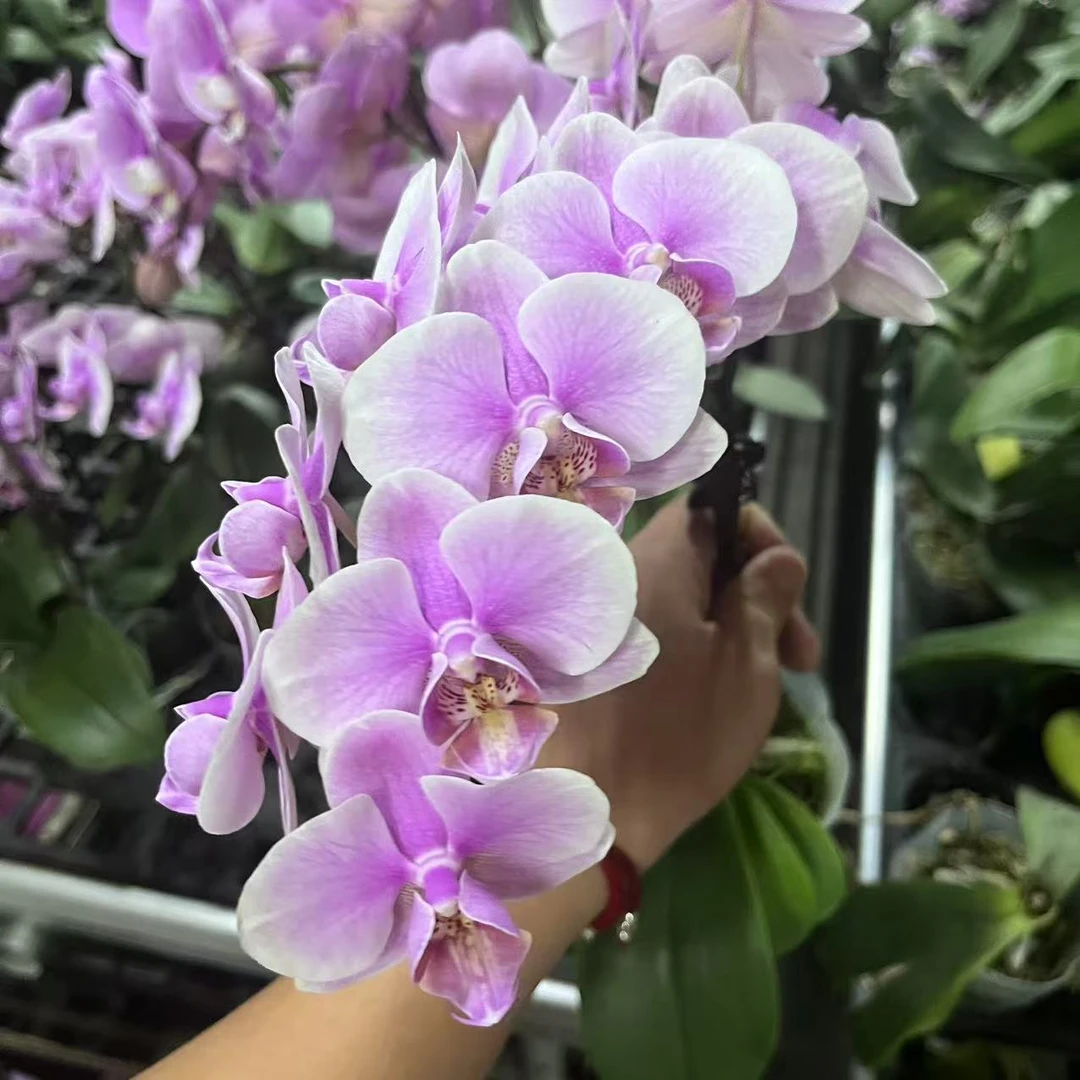 蝴蝶兰【海棠甜心】带垂感带花 室内花花 广州直发