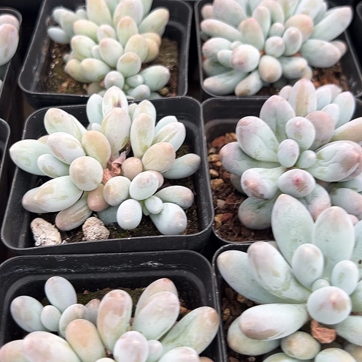 汤圆锦  叶插群