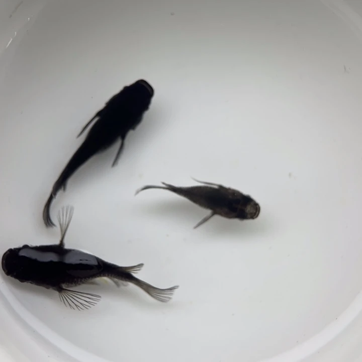 海水鱼大蛇球3号青鳉