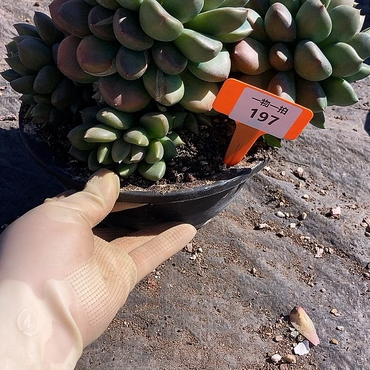 197 一物一拍不退不换