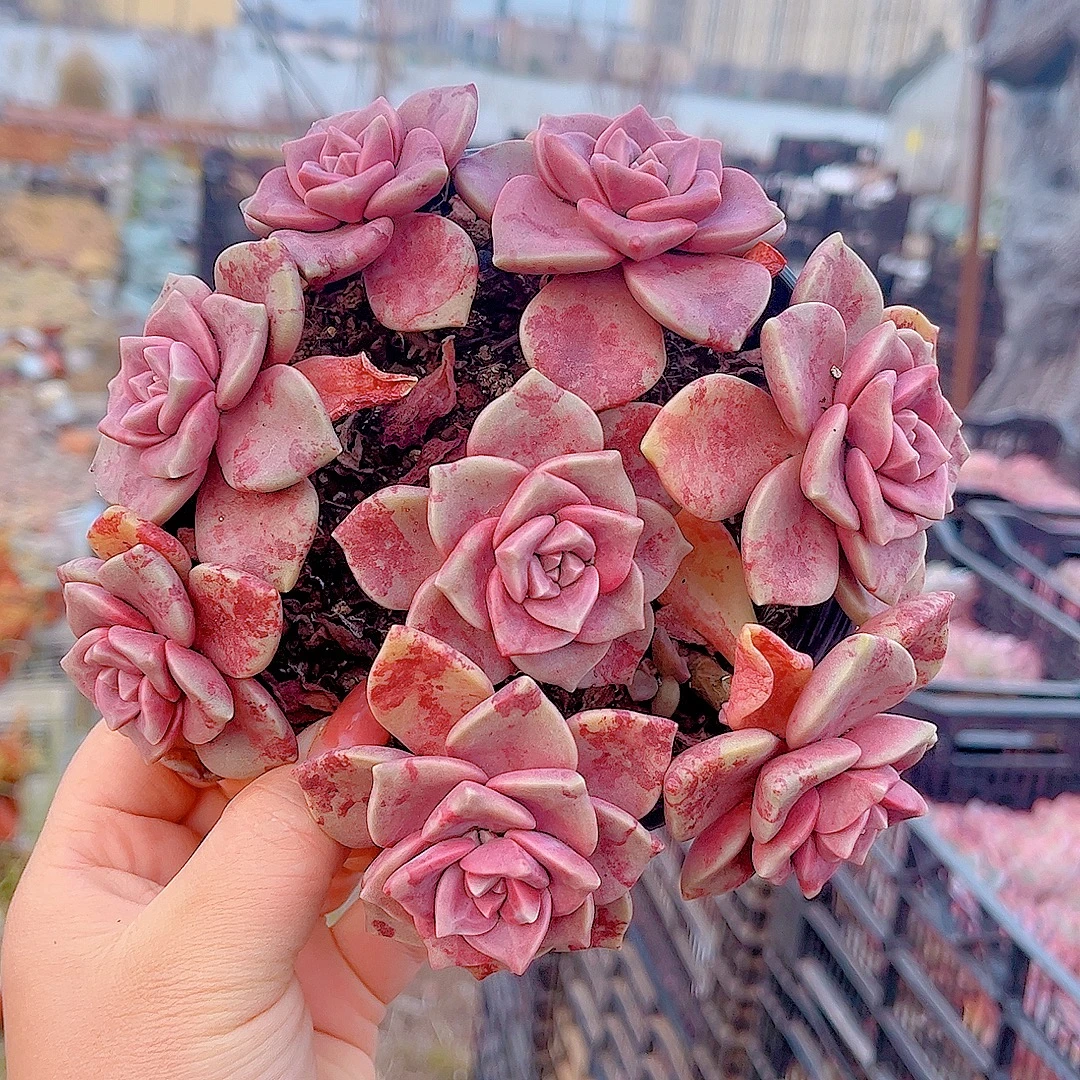 鹅肝紫乐  黄大锤多肉 （满9.9包邮） 多肉植物  庭院阳台