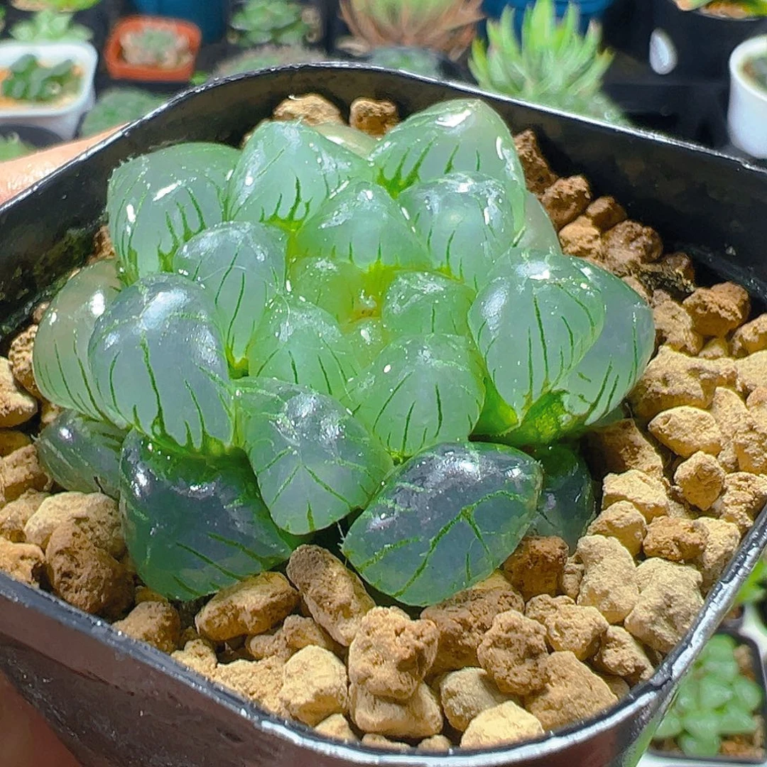 方盆翠冰玉露多肉植物一颗