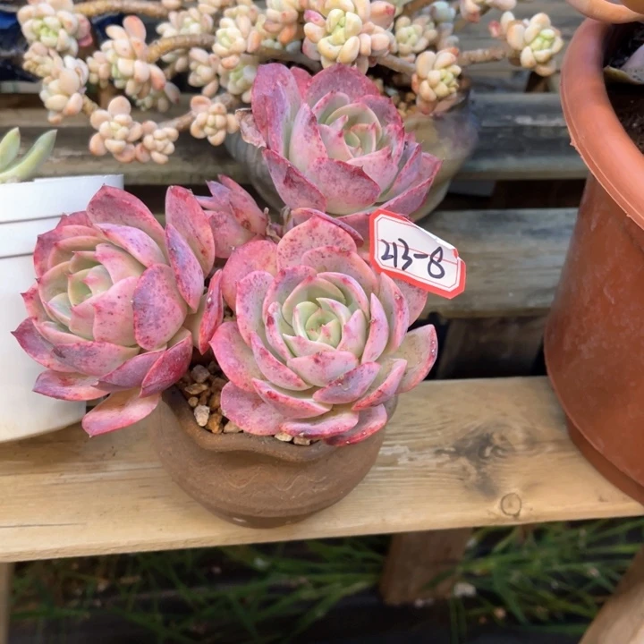 夏*白雪公主带盆（盆不售后）213-8