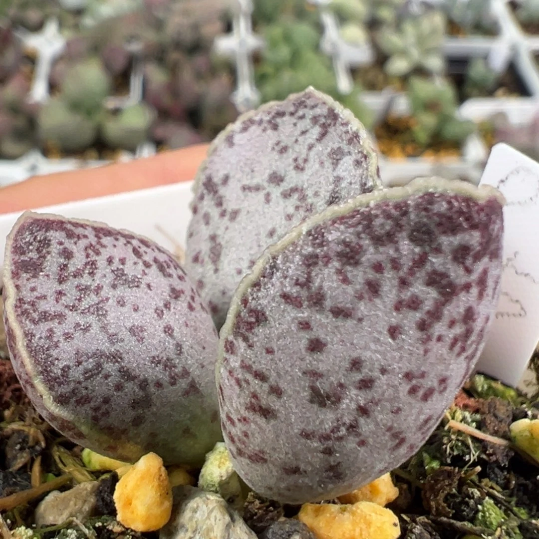 w紫色系紫斑款实生新品