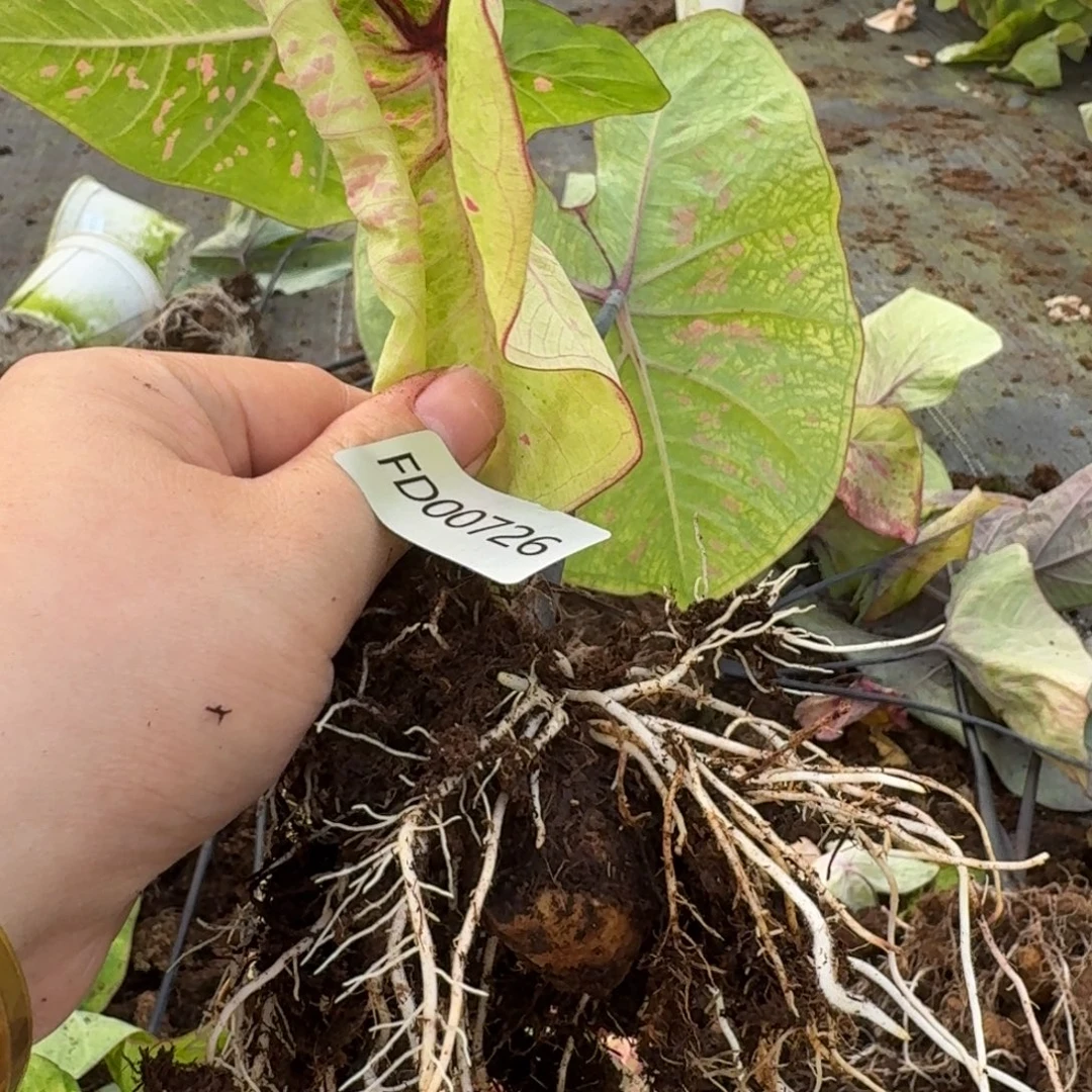 无花朵丹霞剪叶  3分左右  00726