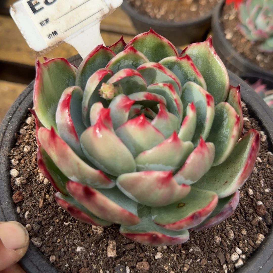 惊鸿一物一拍包装收缩花旱859