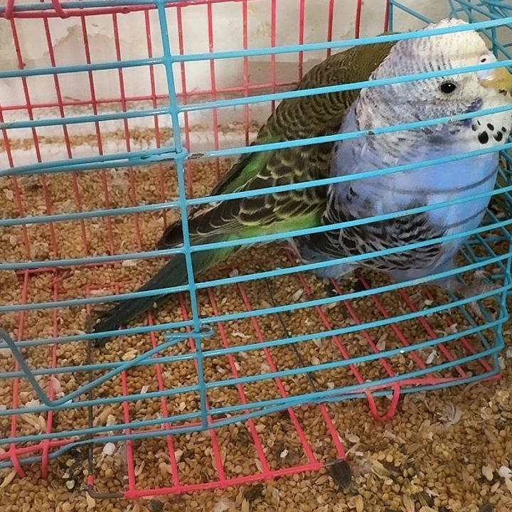虎皮鹦鹉大头在线