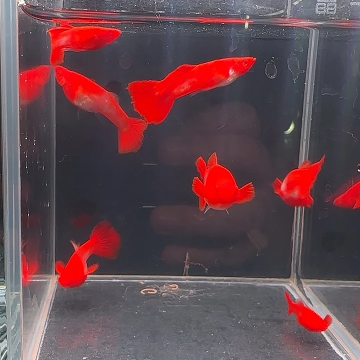 孔雀鱼通背分水一缸空运