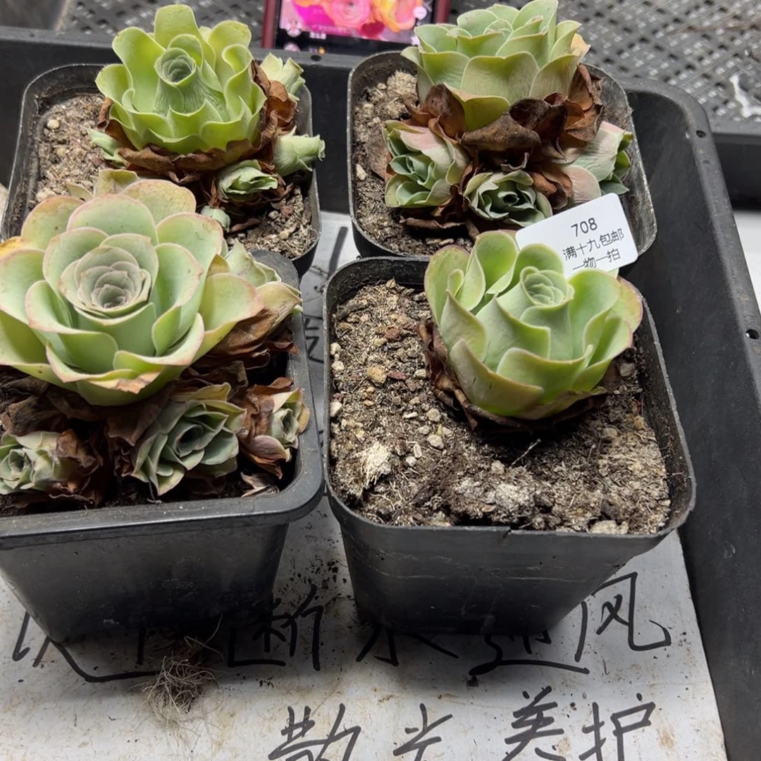 708 侧牙掉了不包损无售后