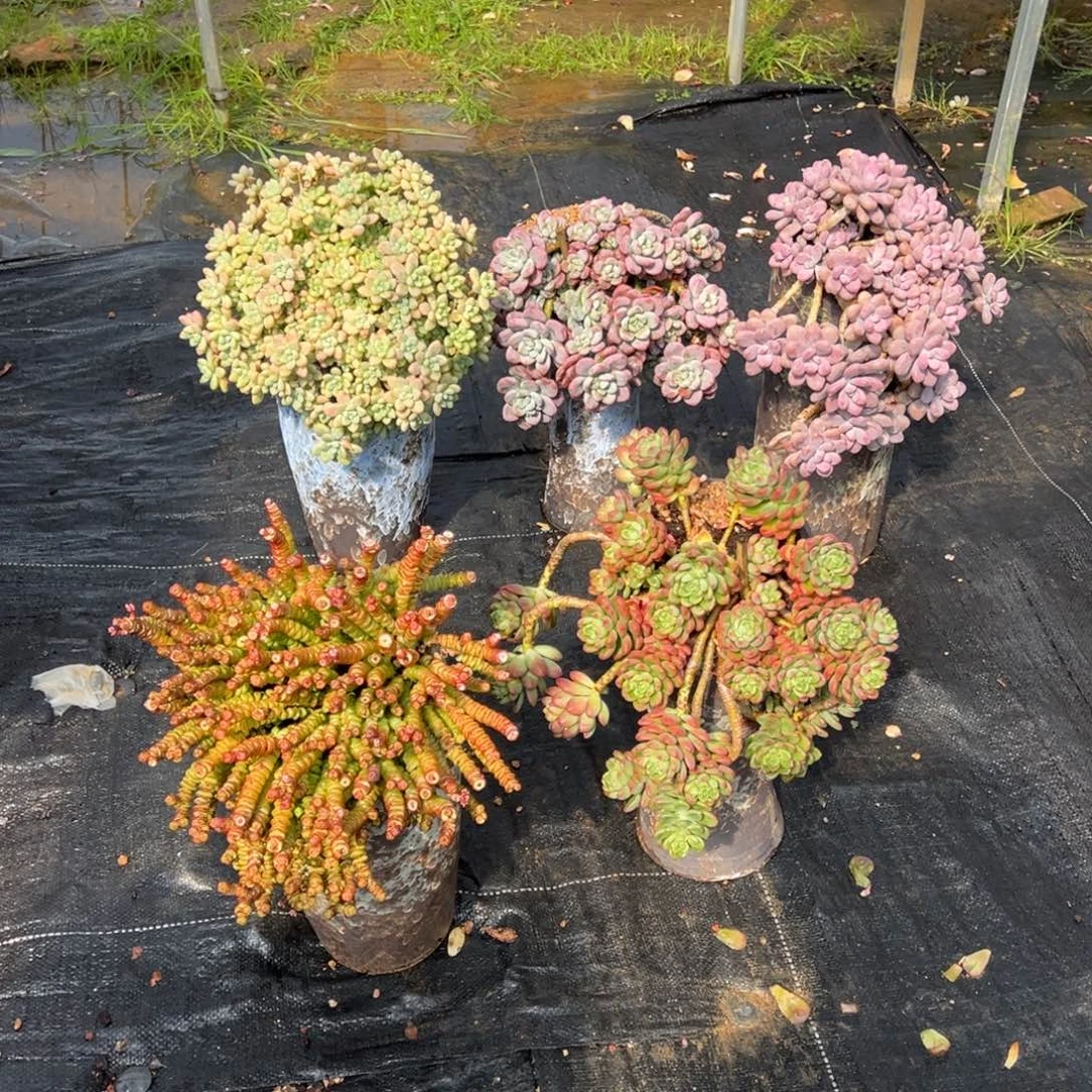 露养老桩五颗加盆加物流